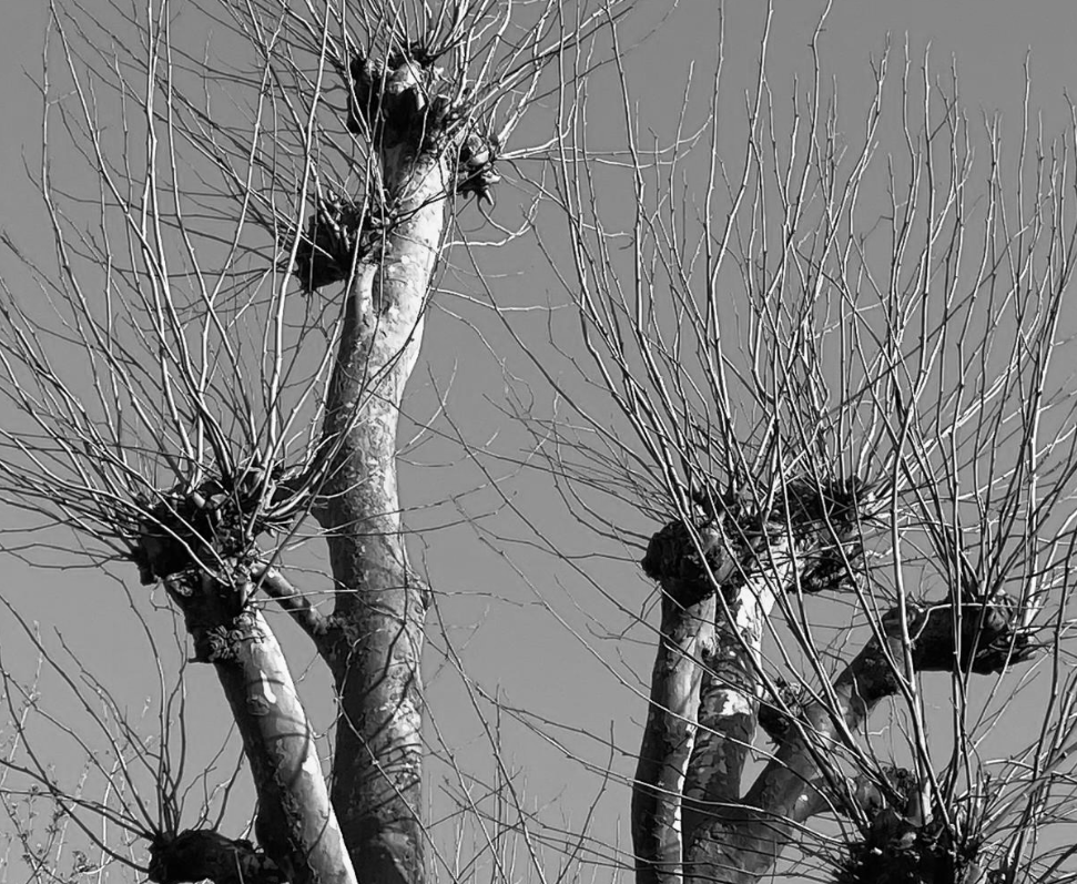 Takje & Twijgje in conversation